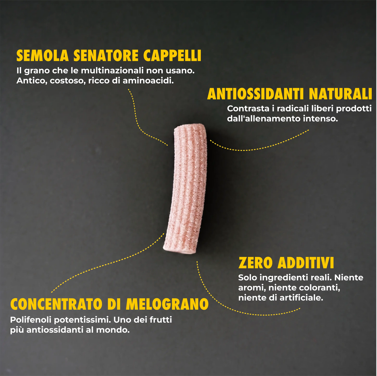 Maccheroncini